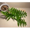 Epiphyllum chrysocardium. Toataimed. Taimepood.