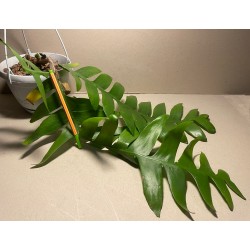 Epiphyllum chrysocardium. Toataimed. Taimepood.