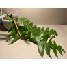 Epiphyllum chrysocardium. Toataimed. Taimepood.