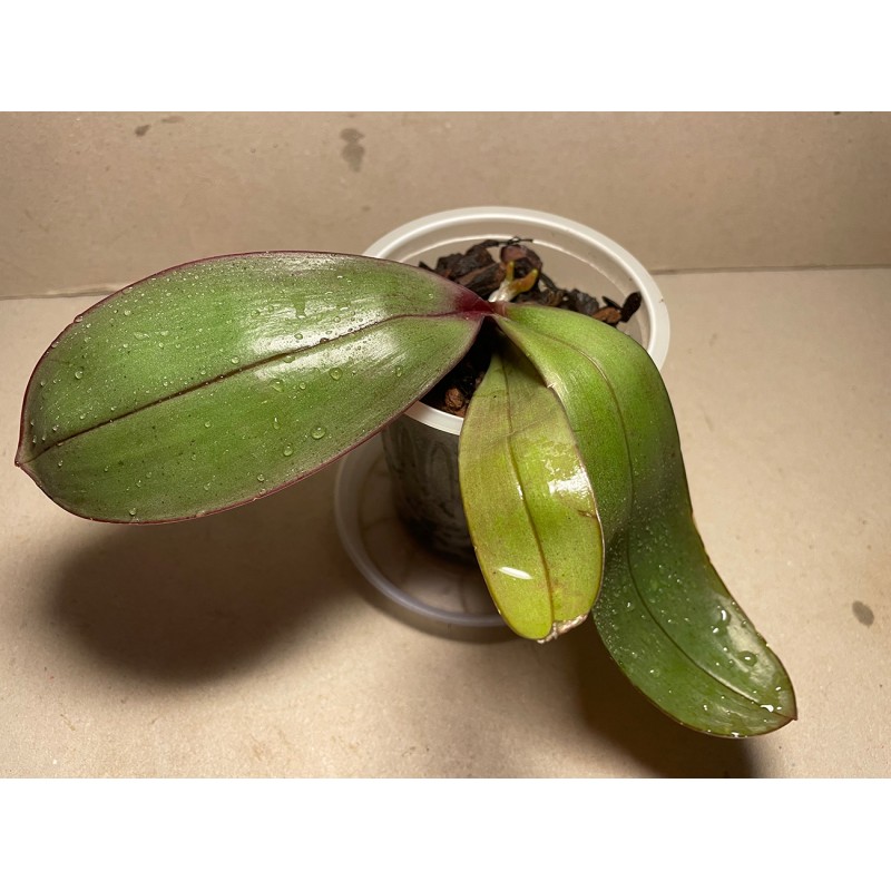 Phalaenopsis sanderiana
