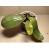 Phalaenopsis sanderiana