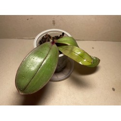 Phalaenopsis sanderiana