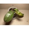 Phalaenopsis sanderiana