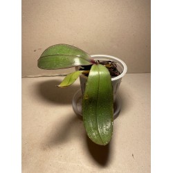 Phalaenopsis sanderiana