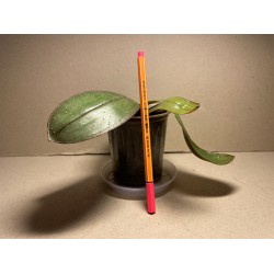 Phalaenopsis sanderiana