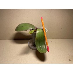 Phalaenopsis sanderiana