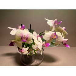 Phalaenopsis hybrid