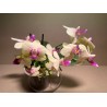 Phalaenopsis hybrid