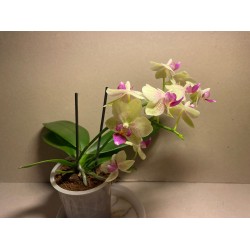 Phalaenopsis hybrid