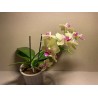 Phalaenopsis hybrid