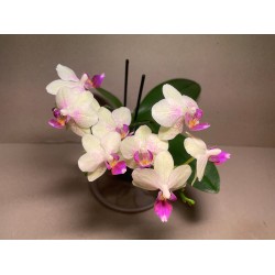 Phalaenopsis hybrid