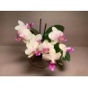Phalaenopsis hybrid