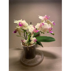 Phalaenopsis hybrid