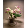 Phalaenopsis hybrid