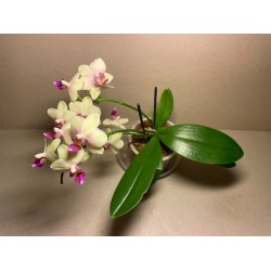 Phalaenopsis hybrid