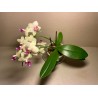 Phalaenopsis hybrid