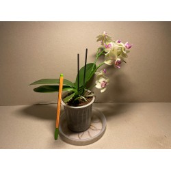 Phalaenopsis hybrid
