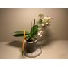 Phalaenopsis hybrid