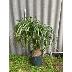 Beaucarnea recurvata, L-suurus
