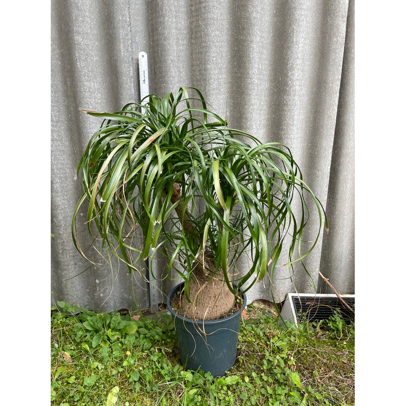 Beaucarnea recurvata, L-suurus