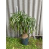 Beaucarnea recurvata, L-suurus