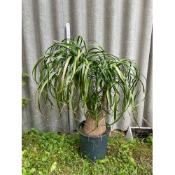 Beaucarnea recurvata, L-suurus