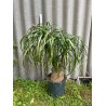 Beaucarnea recurvata, L-suurus