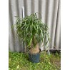 Beaucarnea recurvata, L-suurus