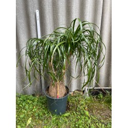 Beaucarnea recurvata, L-suurus