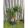 Beaucarnea recurvata, L-size