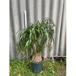 Beaucarnea recurvata, L-size