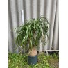 Beaucarnea recurvata, L-suurus