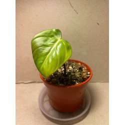 Philodendron 'Dean McDowell', S