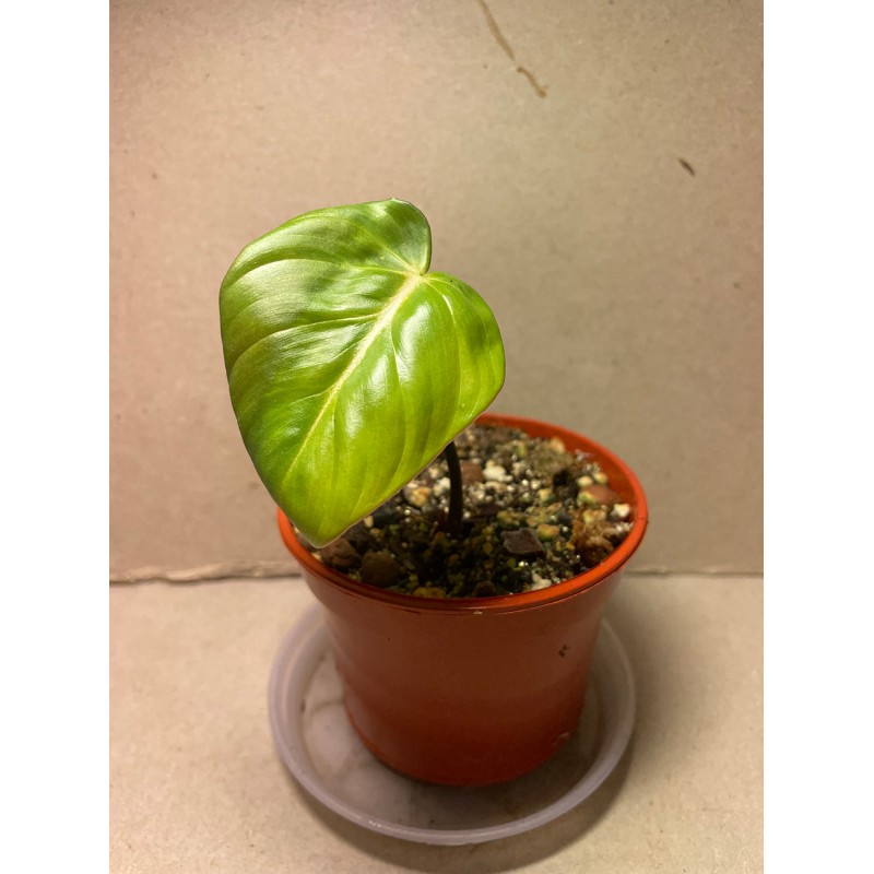 Philodendron 'Dean McDowell', S