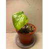 Philodendron 'Dean McDowell', S