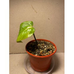 Philodendron 'Dean McDowell', S
