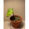 Philodendron 'Dean McDowell', S