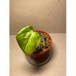Philodendron 'Dean McDowell', S