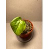 Philodendron 'Dean McDowell', S
