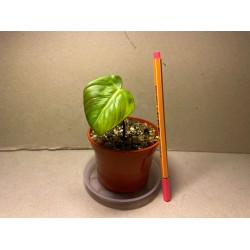 Philodendron 'Dean McDowell', S