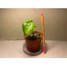 Philodendron 'Dean McDowell', S