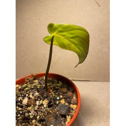 Philodendron 'Dean McDowell', S
