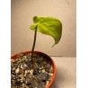 Philodendron 'Dean McDowell', S
