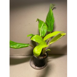 Philodendron 'Malay Gold'