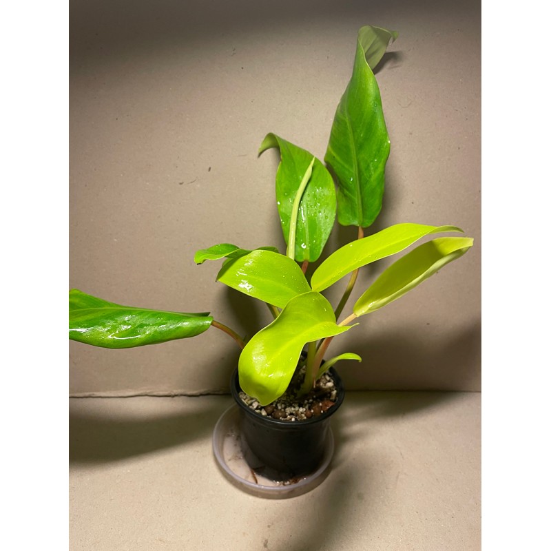 Philodendron 'Malay Gold'