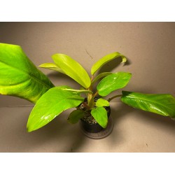 Philodendron 'Malay Gold'
