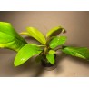 Philodendron 'Malay Gold'