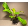 Philodendron 'Malay Gold'