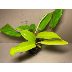 Philodendron 'Malay Gold'