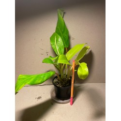 Philodendron 'Malay Gold'
